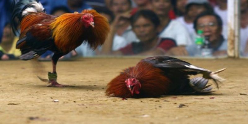 Đá gà cựa dao Nên áp dụng các chiến lược đá gà cựa dao để gia tăng khả năng rinh thưởng